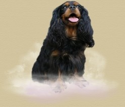adina